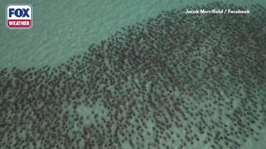 Hundreds of cownose rays migrate through ocean in the Gulf of America