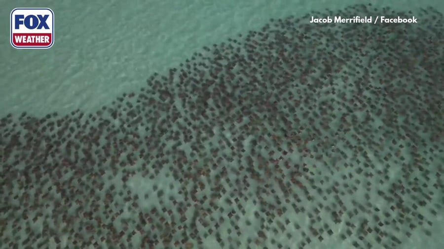 Hundreds of cownose rays migrate through ocean in the Gulf of America