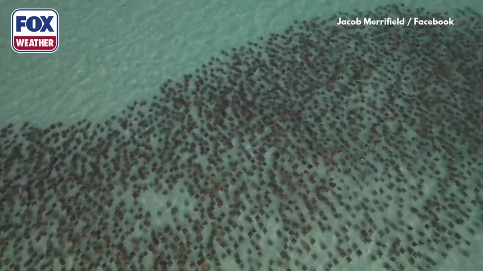 GREAT MIGRATION: Hundreds of cownose rays were spotted moving through the crystal-clear ocean in the Gulf of America as they shimmered in the sunlight.