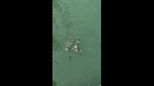 Stingrays seen swimming in heavily polluted New York City waterway