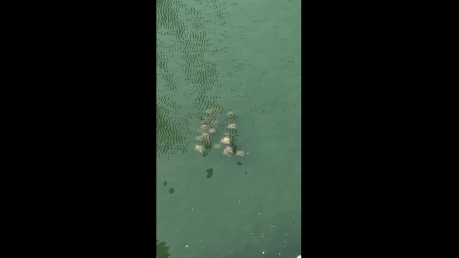 Stingrays seen swimming in heavily polluted New York City waterway