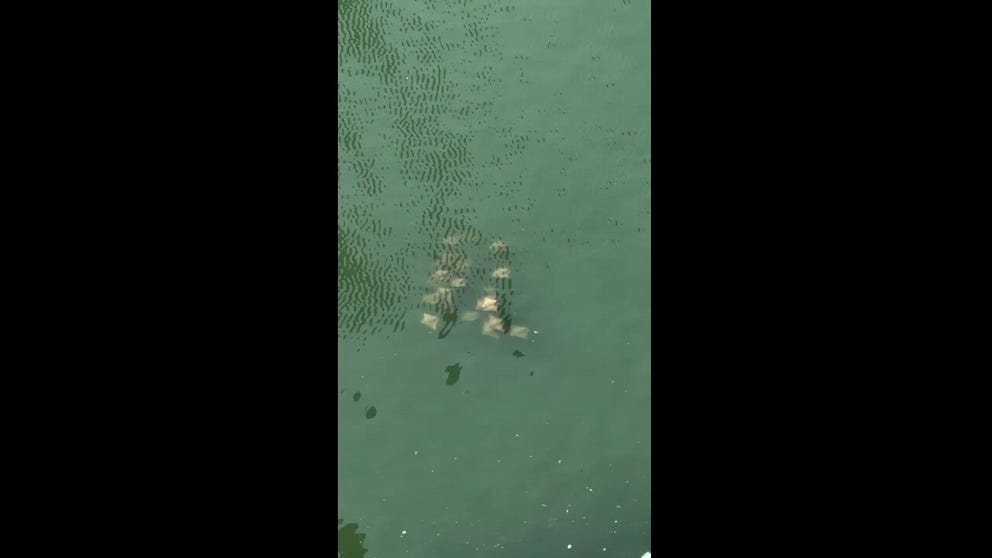 A group of stingrays was spotted swimming through Newtown Creek in New York City. The sighting comes as ongoing cleanup and habitat restoration efforts continue in one of the nation's most heavily polluted waterways.