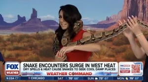 Expect shares snake safety tips as encounters surge amid increased heat out West