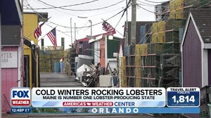 Cold winter rocks the Northeast lobster industry