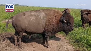 The Sound of the Rut: Bison bulls bellow in the Plains