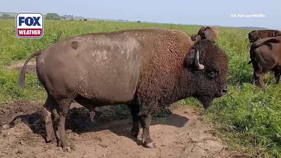 The Sound of the Rut: Bison bulls bellow in the Plains