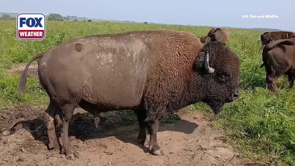 Mating season is in full swing at Neal Smith National Wildlife Refuge in Iowa, where bison bulls compete for the chance to mate by unleashing deep, resonating bellows that echo across the prairie.
