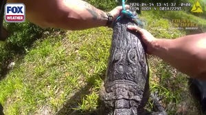 Watch: Florida sheriff's deputies wrangle alligator on the loose