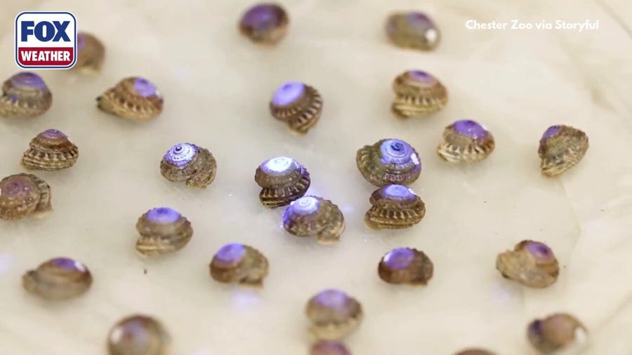Hundreds of nearly extinct snails are reintroduced on an island in Portugal