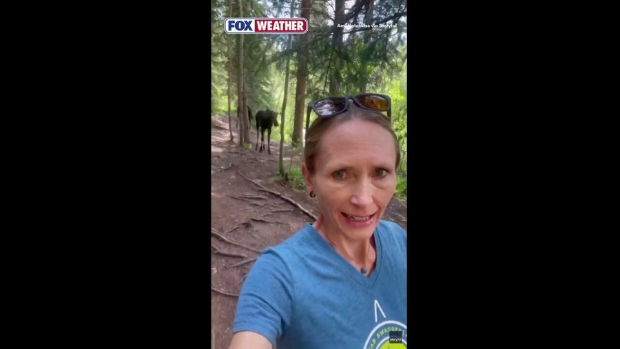 Woman stalked by two moose while hiking in Colorado