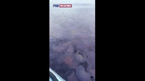 WATCH: Jellyfish swarm the Irish Sea, putting on a show for two kayakers