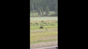 Watch: Bison quietly approaches unaware fisherman in Yellowstone National Park