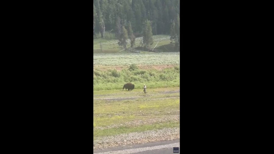 Watch: Bison quietly approaches unaware fisherman in Yellowstone National Park