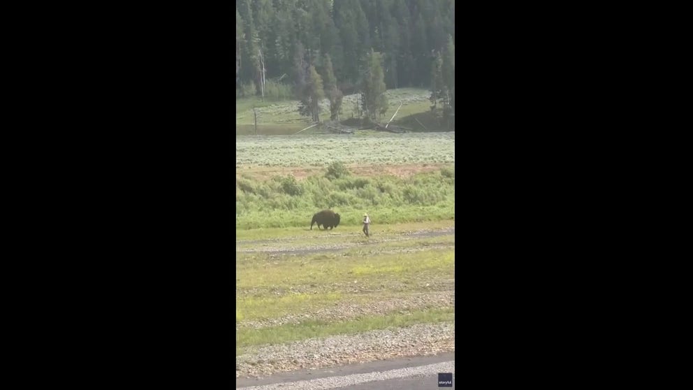 A fisherman had a close encounter with a bison in Yellowstone National Park. Nearby park visitors saw the bison approach the man and warned him of what was lurking behind him.