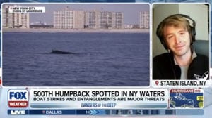 500th humpback whale spotted in the waters of New York City 
