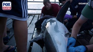 Great white shark 'Olympia' tagged off coast of Cape Cod in 2022