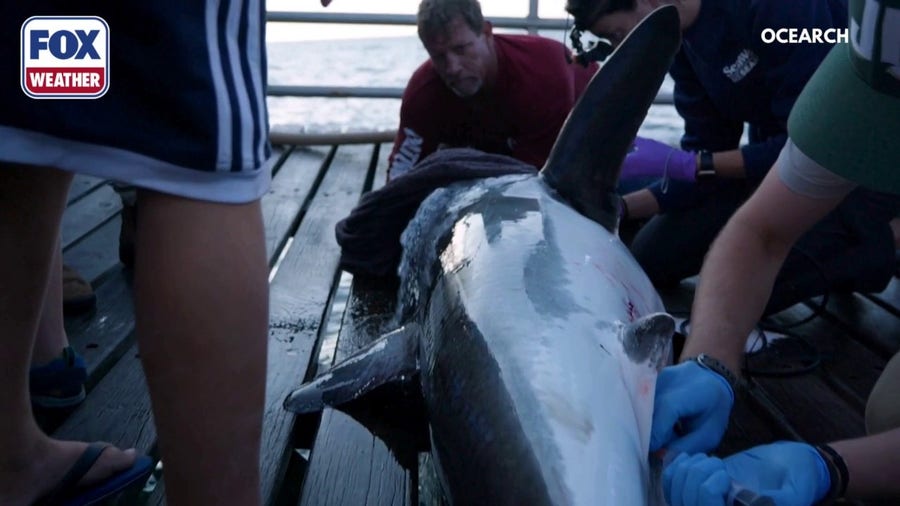 Great white shark 'Olympia' tagged off coast of Cape Cod in 2022