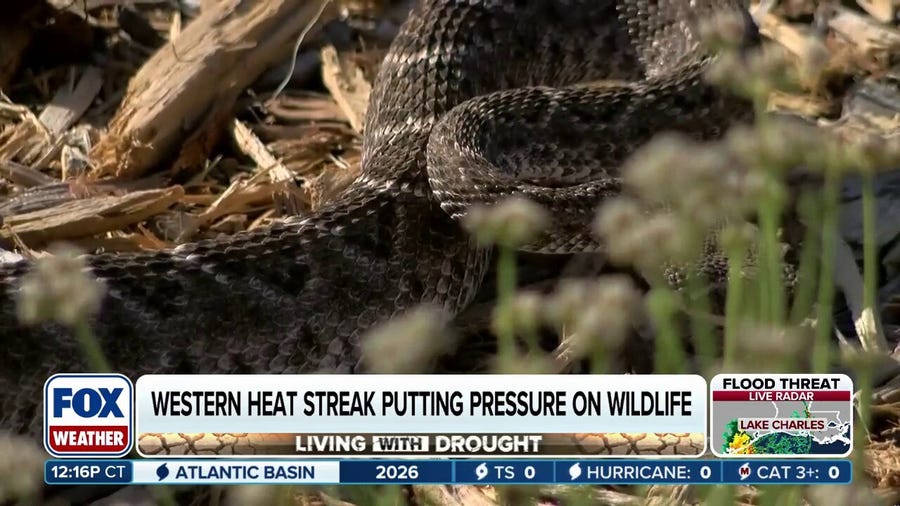 Western heat streak putting pressure on wildlife leading to increased snake encounters