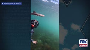Diver joins young shark pup on a swim in Australia