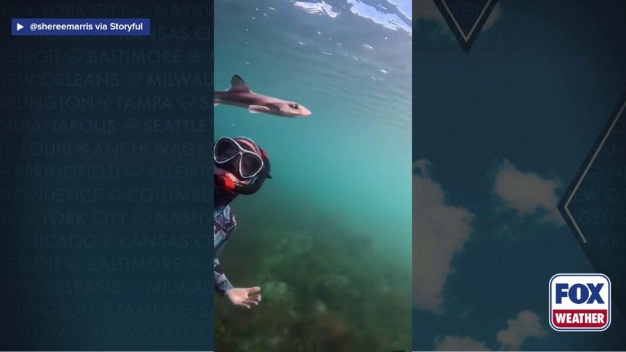 Diver joins young shark pup on a swim in Australia