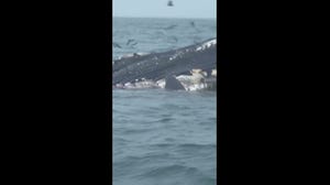 Great white shark rips away large chunks of meat from dead whale