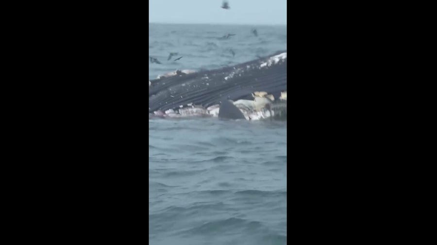 Great white shark rips away large chunks of meat from dead whale