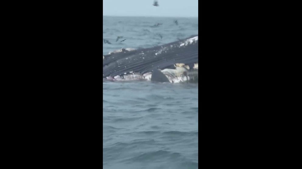 SEE IT: A great white shark feeds on a dead whale off the coast of Rhode Island, as the large creature comes across a whale carcass floating in the ocean.