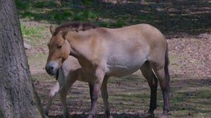 The Bronx Zoo announces the birth of an endangered Przewalski's horse