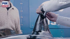 OCEARCH tags a shark for their shark tracker program in Nova Scotia