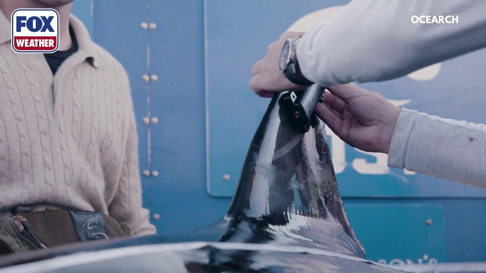Video from an OCEARCH expedition in Nova Scotia back in 2021 shows the shark tagging process, including measuring the shark, taking blood and tissue samples and attaching a tracker to the shark's fin. 