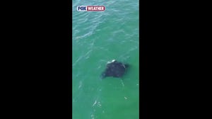 See it: Oceanic manta ray spotted off Long Island in rare sighting