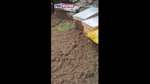 Beekeepers conduct frantic rescue after truck carrying 20+ million bees overturns in Texas