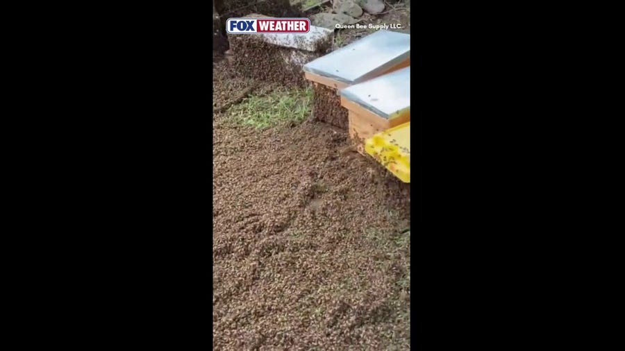 Beekeepers conduct frantic rescue after truck carrying 20+ million bees overturns in Texas