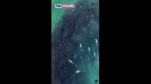 Drone video captures jaw-dropping Shark swarm off Hamptons coast