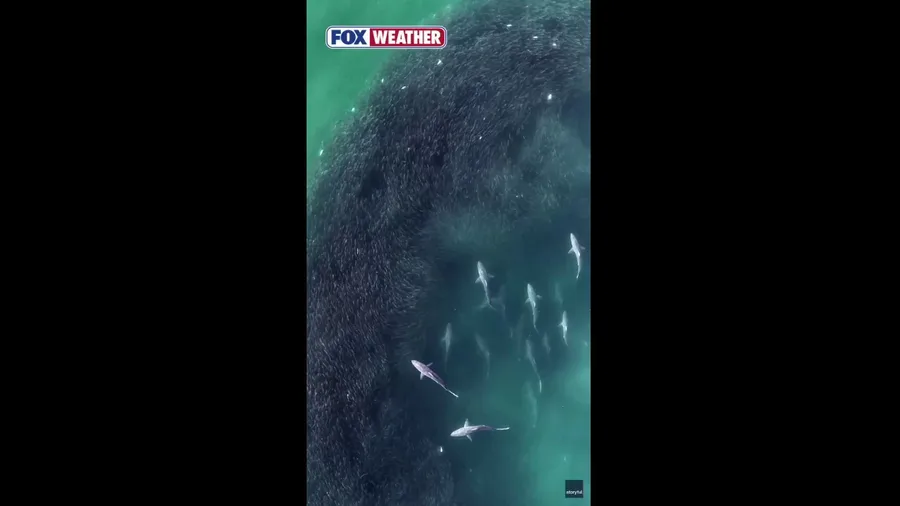 Drone video captures jaw-dropping Shark swarm off Hamptons coast