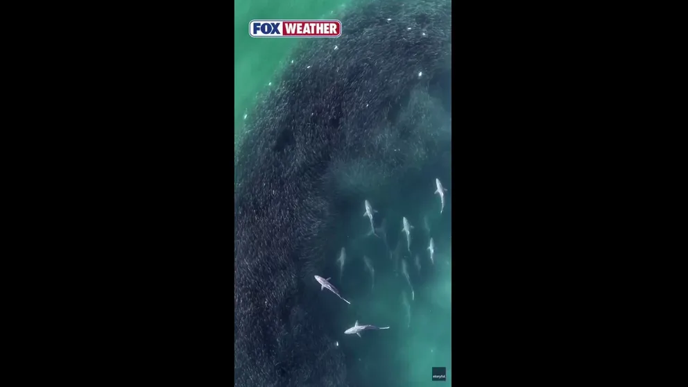 SHARK FEEDING FRENZY 🦈: A group of sharks swarmed a school of fish off the coast of Water Mill, New York, with drone footage capturing more than a dozen predators slicing through their prey in jaw-dropping video.