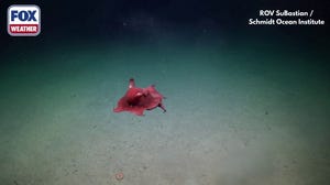 See it: 'Flapjack' octopus swims around the ocean floor 