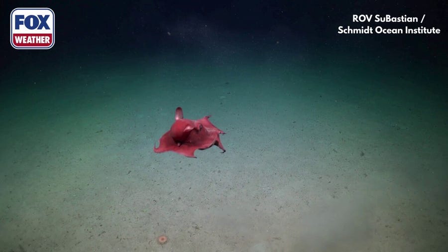 See it: 'Flapjack' octopus swims around the ocean floor 