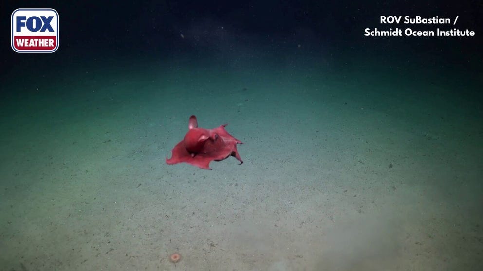 This coral-colored octopus, called a "Flapjack" octopus, can be found all over the world, but a recent expedition led by the Schmidt Ocean Institute in Trinidad and Tobago caught video of one of these elusive deep-sea creatures.