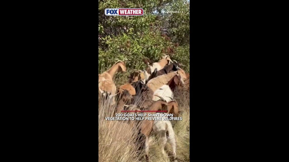 ð¥ ð GOAT RESPONSE: An unlikely group of heroes is stepping up to help prevent wildfires in California as 200 goats were dispatched to shave down vegetation.