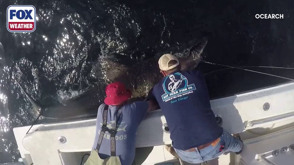 Time-lapse video shows great white shark Bella getting tagged and released into Mahone Bay, Nova Scotia, in July 2025. She has now been tracked cruising near the Louisiana coast, pinging roughly 7 miles east of the Chandeleur Islands on Sunday. This could signal an emerging white shark hotspot in an area where these predators haven’t been frequently recorded before. 