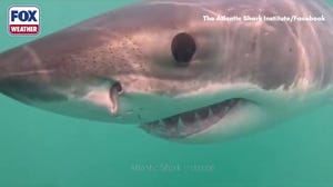 See it: Rare great white shark sighting off Block Island may be first underwater recording