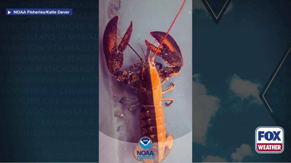 The split-colored lobster is roughly 1 in 50 million lobsters, marking a very exciting and unusual find. She was caught by Wellfleet Shellfish Company on April 16, and donated to Woods Hole Science Aquarium. The lobster is in quarantine and adjusting to her life outside the ocean. 
