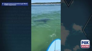 Great white shark gets up close and personal to fisherman in Maine