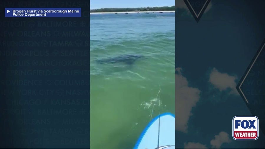 Great white shark gets up close and personal to fisherman in Maine