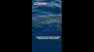 Whale shark found by boaters in New York