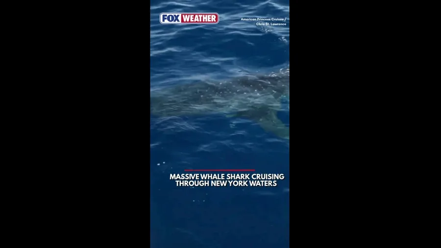 Whale shark found by boaters in New York