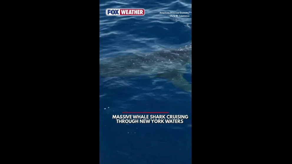 A massive whale shark was discovered cruising through the deep waters of New York this week, making for an unlikely encounter.