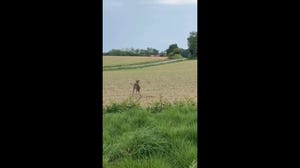 Move over, Bambi: “Drunk” deer spotted wobbling through French town