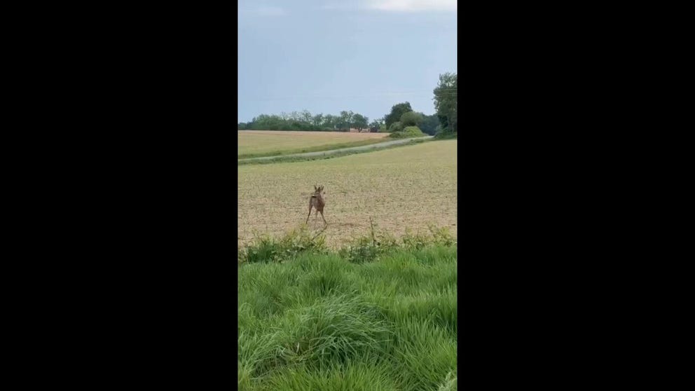 Police in rural France issued a warning to drivers to be on the lookout for an erratic deer that appeared drunk after eating fermented fruit. The Saône-et-Loire gendarmerie posted a video alongside the warning, showing a deer moving in unpredictable circles.